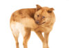 The Tail That Ate the Dog: How Bureaucracy Threatens National Security