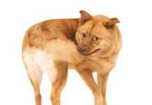 The Tail That Ate the Dog: How Bureaucracy Threatens National Security