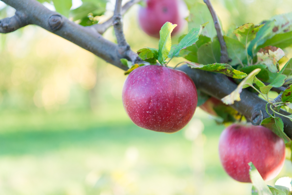 Protest Challenging AbilityOne Commission’s Decision to Implement Competitive Processes in Acquisitions Is Not Ripe; Melwood Horticultural Training Center, Inc. v. United States, COFC No. 20-758C