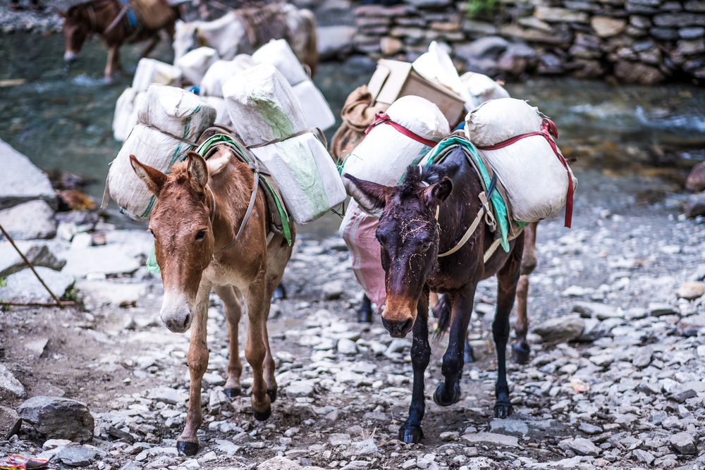 Army Cancels High-Profile Robotic Mule Contract