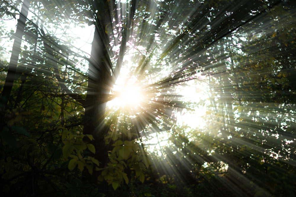 Missouri OA Removes Public Access to Procurement Materials, Complicating Bid Protest Analysis