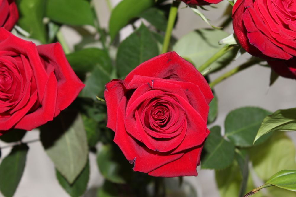 A Rose By Any Other Name: Offeror Remained the Same Entity for Bidding Purposes Despite Converting from a Corporation to a Limited Liability Company