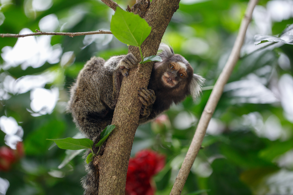 Protester’s Proposed Marmoset Cages Not Up to Snuff; Britz & Company, GAO B-419163