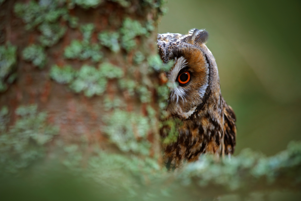 Prospective Army Contractor Snagged by Hidden GAO Rule