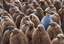 KBR Wins Potential $8B NSF Contract Supporting U.S. Antarctic Program