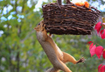 Not Interested: Protester Unable to Leapfrog Three Intervening Offerors