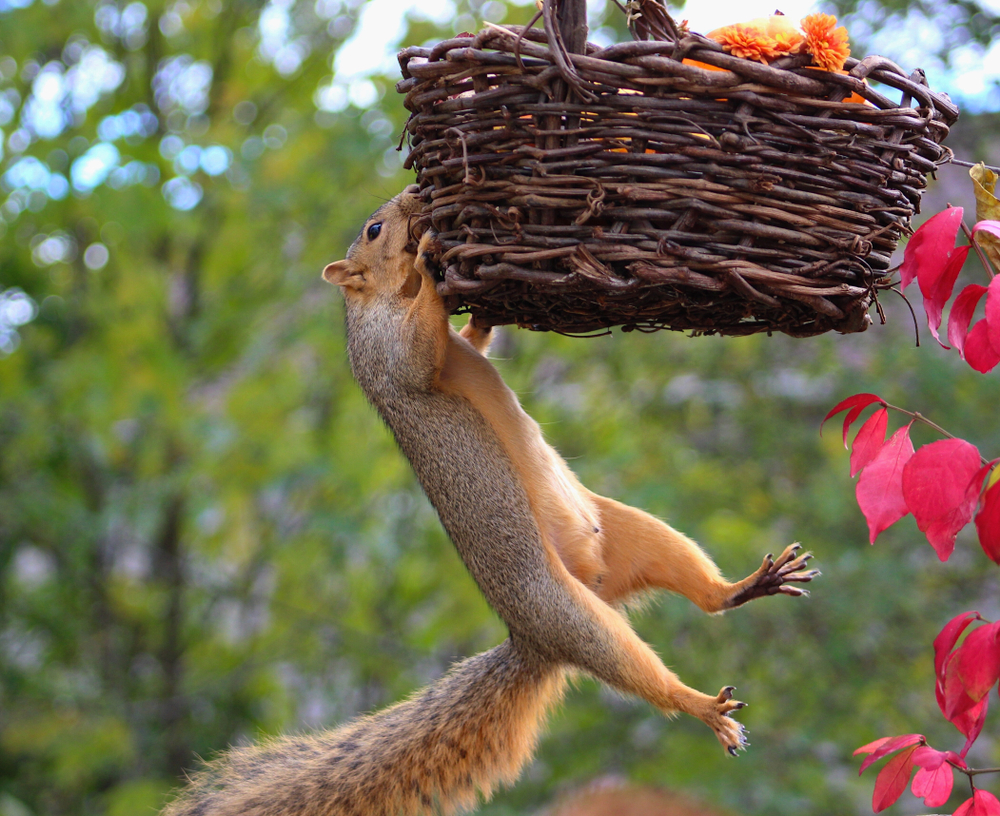 The Story of How One Small Business Is Barely Hanging on to Its Hopes of Winning a Spot on NITAAC’s CIO-SP4