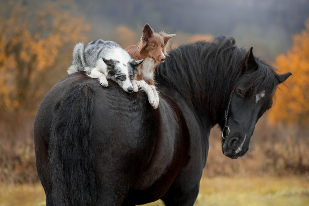 OHA Reverses Size Determination, Finds SBA Area Office Misapplied Ostensible Subcontractor Rule; Size Appeal of Montech, Inc., SBA No. SIZ-6100