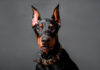 Don’t Get Left in the Doghouse: The Federal Circuit’s Global K9 Case and the Duty to Intervene