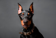 Don’t Get Left in the Doghouse: The Federal Circuit’s Global K9 Case and the Duty to Intervene