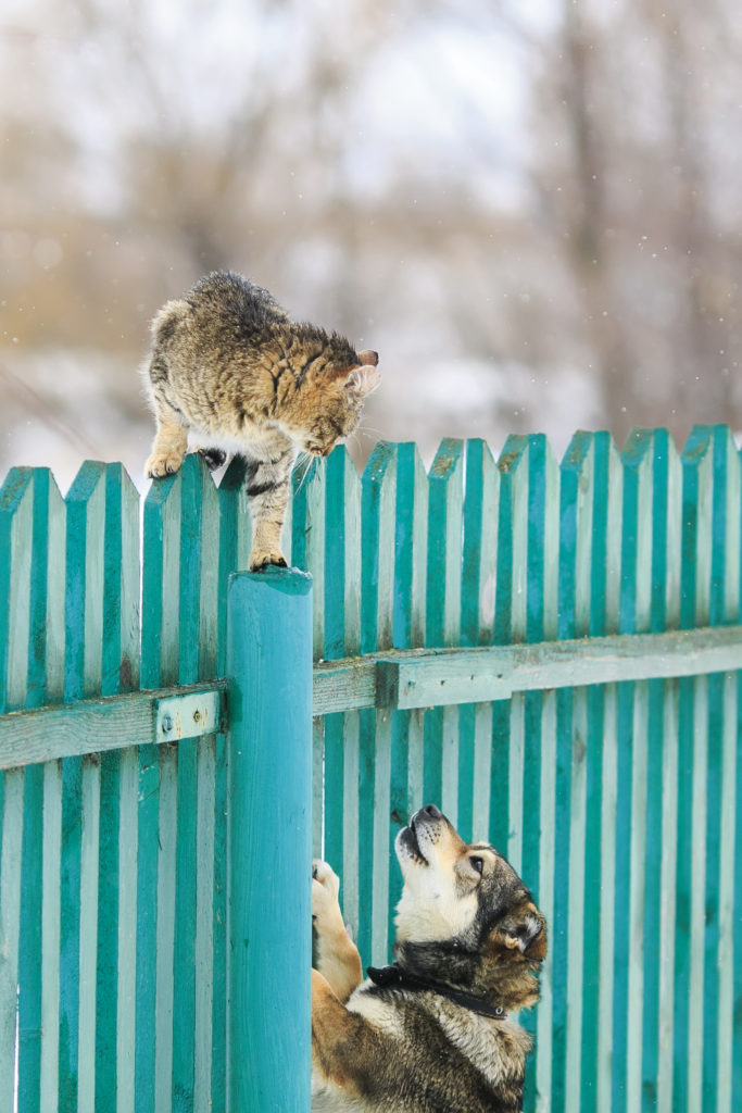 Claimant Plausibly Alleged Existence of Contract, Skirts Government’s Motion to Dismiss; Appeal of Siemens Government Technologies, Inc., ASBCA No. 62806