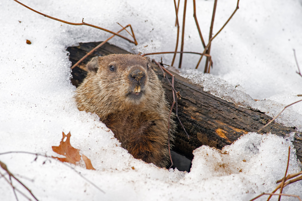 Shutdown Ahead? Groundhog Day, Government Style!