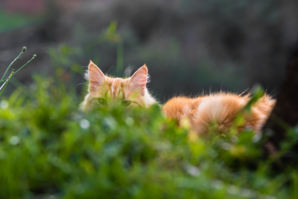 Protester Claimed It Was Objecting to the Scope of Task Order, But Protest Was Really a Premature Challenge to the Agency’s Acquisition Strategy; Oracle America, Inc., GAO B-420136 et al.