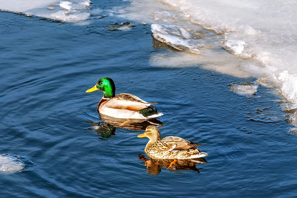 Protect Small Business Opportunities: The “Rule of Two” Faces Potential Elimination