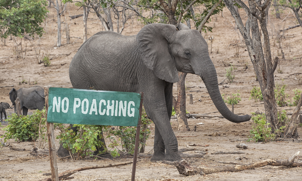 DOJ Secures First Win in Criminal No Poach Action