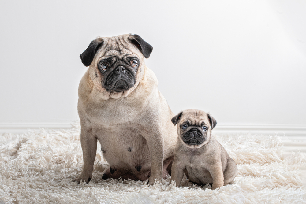 What Does It Really Mean When an Agency Finds Proposals “Essentially Equivalent”?