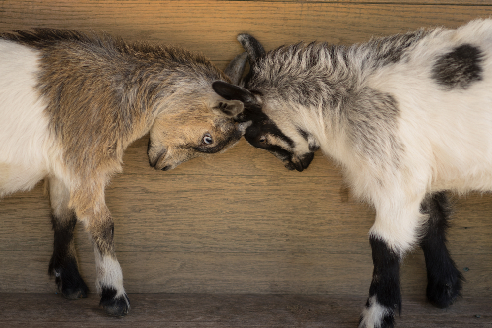 GSA Leadership, IG Continue to Butt Heads over Schedule Price Reasonableness