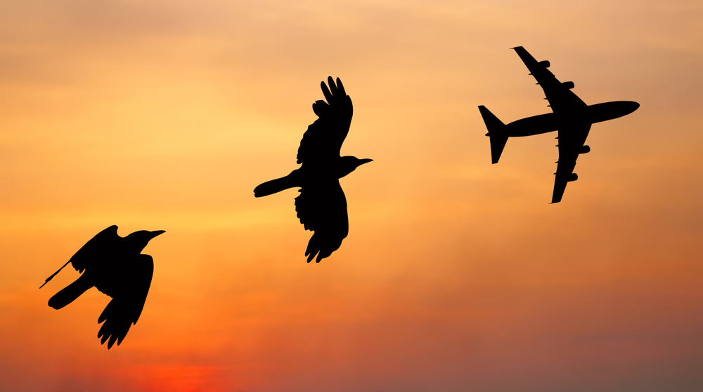 Were the Experience Requirements in this Solicitation Unduly Restrictive or Essential to Keep Birds from Smashing into Aircraft?