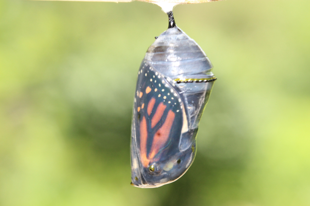 At What Point Does a Protest Argument Morph Into a Claim Under the Contract Disputes Act?