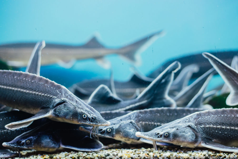 MARAD Failed to Meet Endangered Species Act Requirements Before Awarding Grant Funds