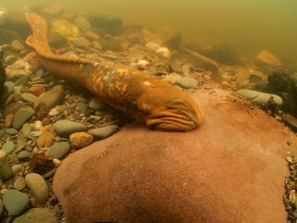 CBCA Finds GSA Is on the Hook for Befouling Contractor’s Property with Lamprey Poison