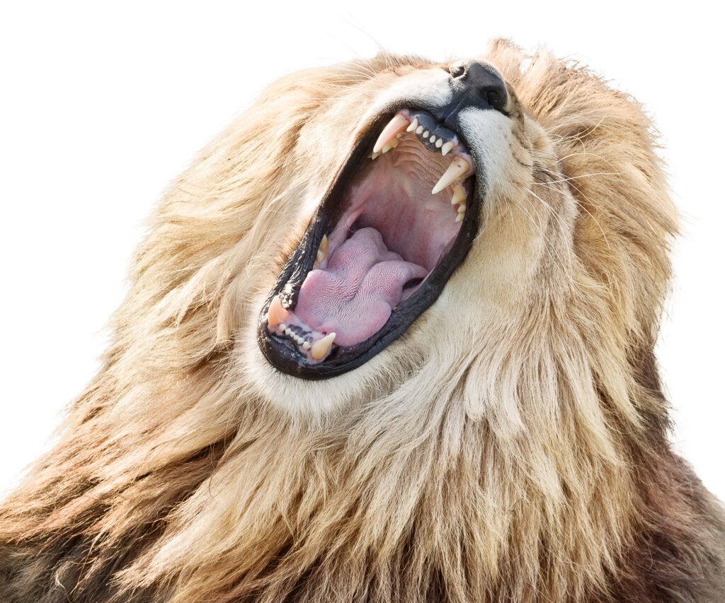 Compliance Lessons from Venice – Part 3: Straight from the Lion’s Mouth and Whistleblower Programs