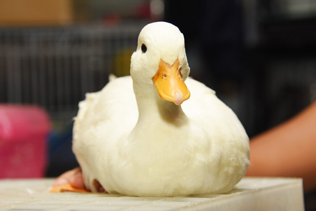 Known Brand, Government Domains Hijacked via Sitting Ducks Attacks