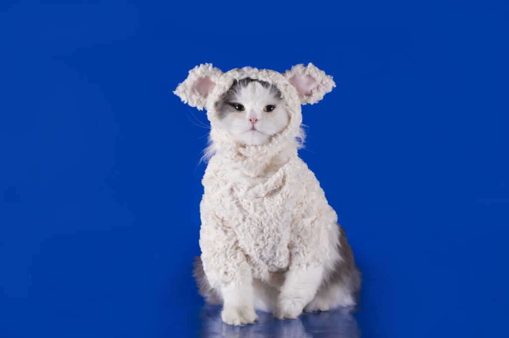 CBCA Finds Putative Request for Equitable Adjustment Was Actually a Claim