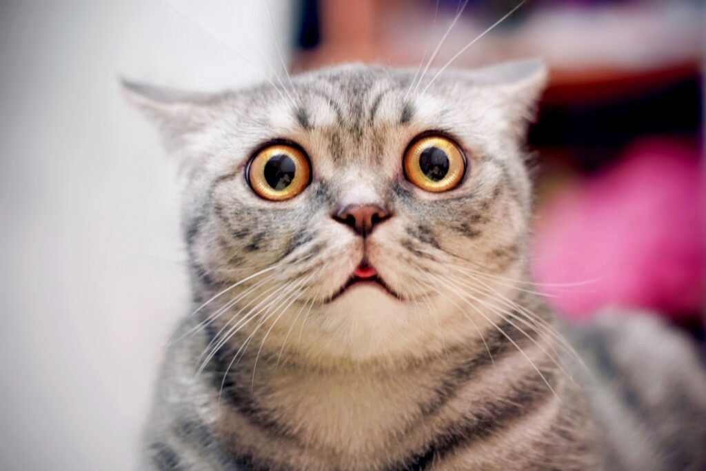 How Litigation Could End DOGE’s Schrödinger’s Agency Status