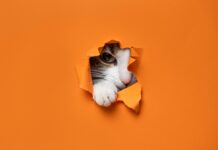 How Defensive Cyber Responds to Hockey-Stick Growth of AI-Driven Threats